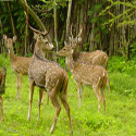 MUDUMALAI